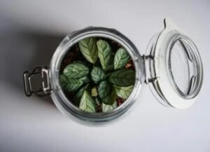 A Importância da Ventilação: Como Gerenciar a Umidade em Terrários Fechados