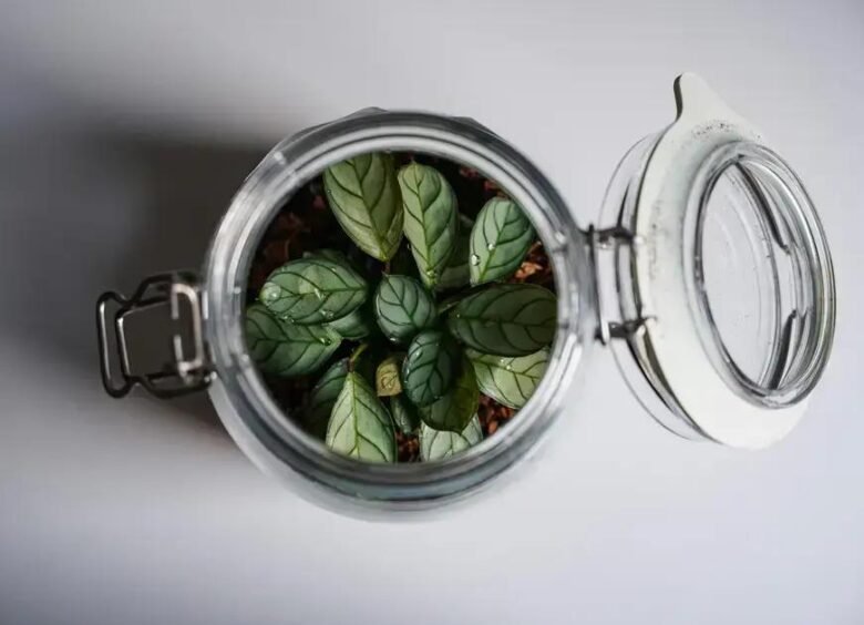 A Importância da Ventilação: Como Gerenciar a Umidade em Terrários Fechados