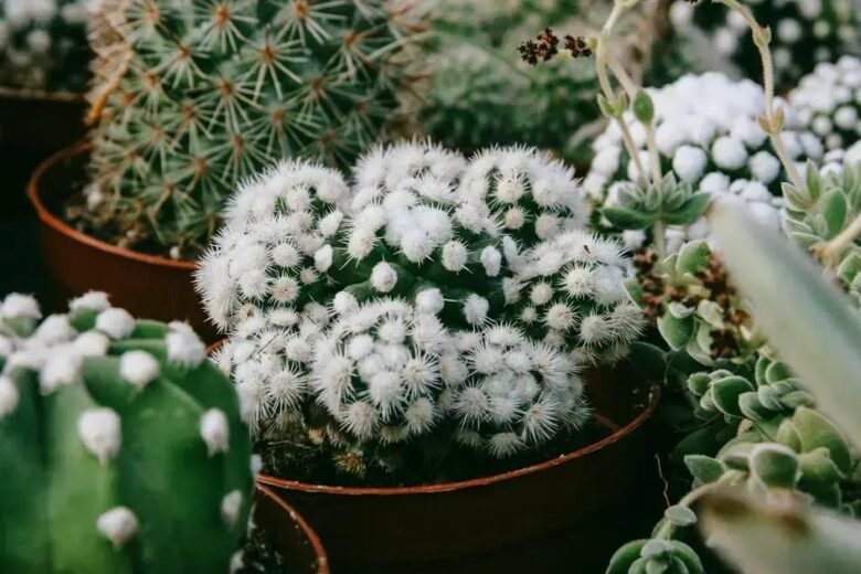 Além do Comum: Espécies Menos Conhecidas para Adicionar Originalidade ao Seu Minijardim