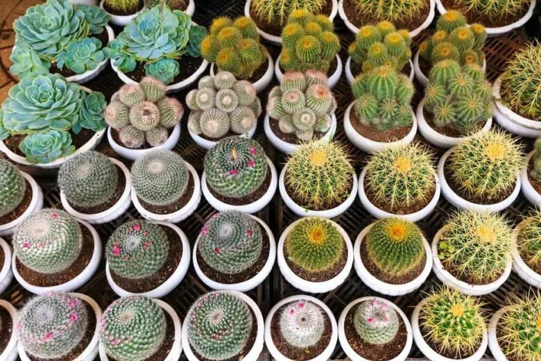 Cactos Que Adoram o Sol: Seleção de Espécies para Ambientes Luminosos