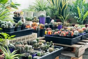 Colorindo Seu Jardim: Plantas com Folhagens e Flores Vibrantes para Terrários e Minijardins