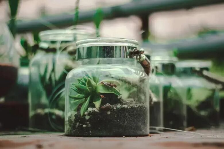 Como Regar Seu Terrário Fechado : Guia Essencial Para Não Perder Suas Plantas!