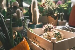Como Transportar Com Segurança Seu Terrário ou Mini Jardim
