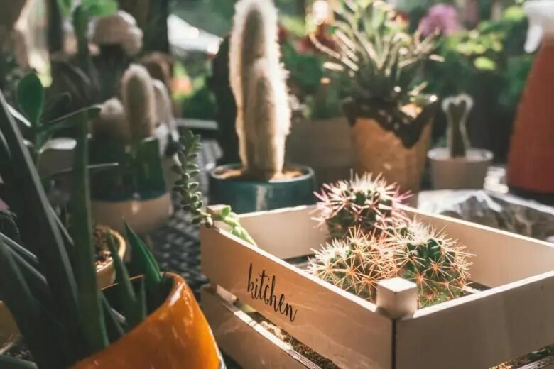 Como Transportar Com Segurança Seu Terrário ou Mini Jardim