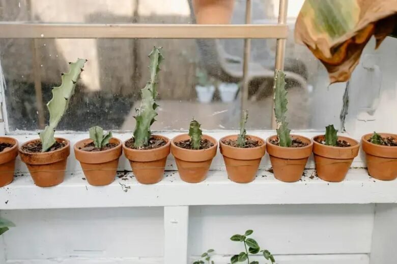 Cuidados Com Terrários e Mini Jardins: Evitando Pragas e Doenças