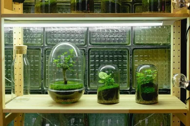 Luminosidade Ideal Para Terrários e Cactos: Encontrando o Ponto Certo