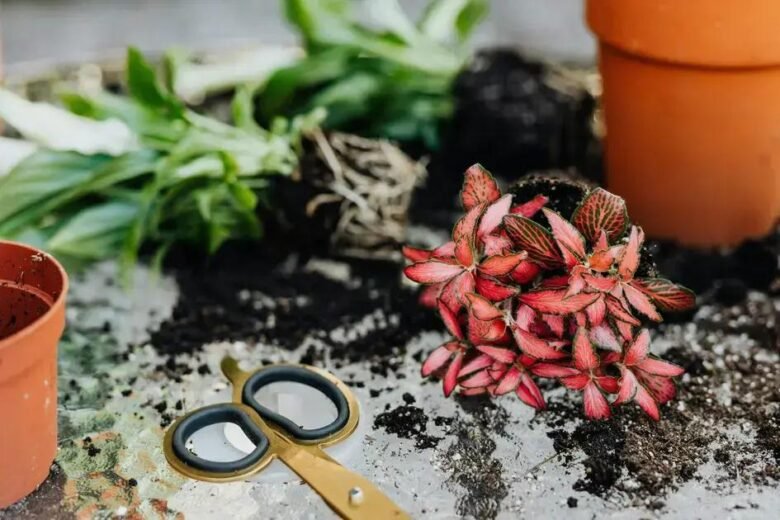 Melhores Plantas para Terrários Fechados e Seu Mini Ecossistema