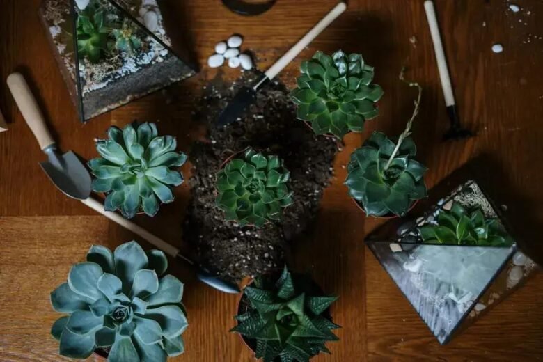 Minijardins de Cactos e Suculentas: Charme e Resiliência Para Sua Casa