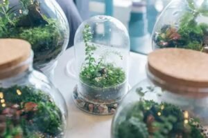 O Encanto dos Mundos em Miniatura: Por Que os Terrários Hipnotizam e Relaxam