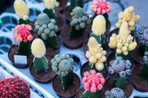 Plantas Compactas: Ideias de Espécies que Crescem Bem em Pequenos Terrários
