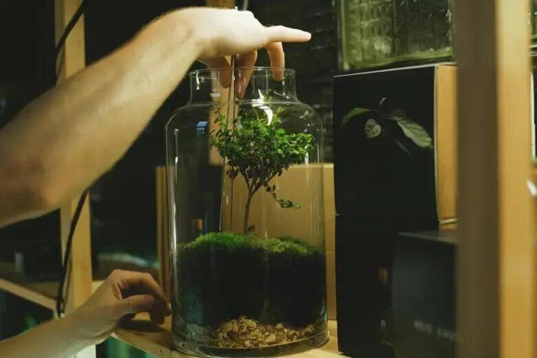 Plantas Ideais para Terrários de Sombra: Beleza que Floresce com Pouca Luz