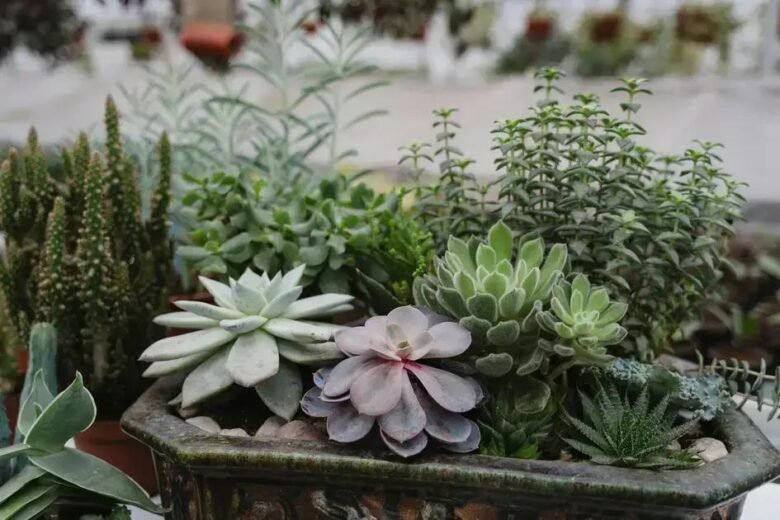 Suculentas Essenciais: Quais Não Podem Faltar no Seu Mini Jardim?