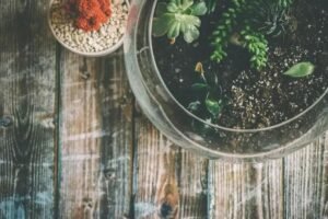 Terrários Abertos: Conheça as Plantas Perfeitas para Esse Formato