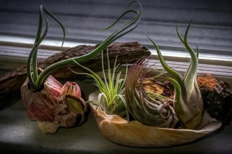 Terrários e Minijardins: Usos Inesperados e Criativos Além do Óbvio
