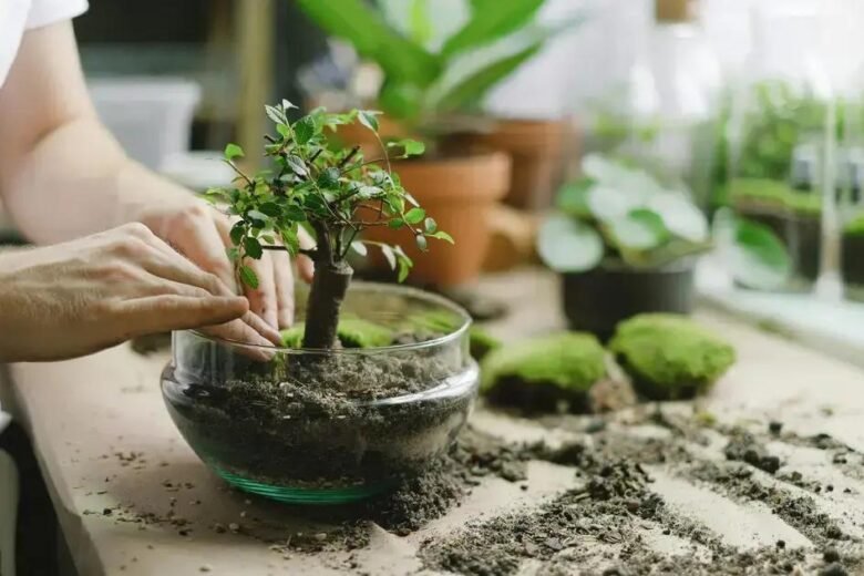 Terrários e Terapias: Um Toque de Natureza que Calma Qualquer Ambiente da Sua Casa